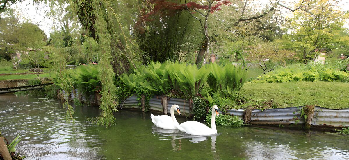 Twee zwanen tussen wilg en varens