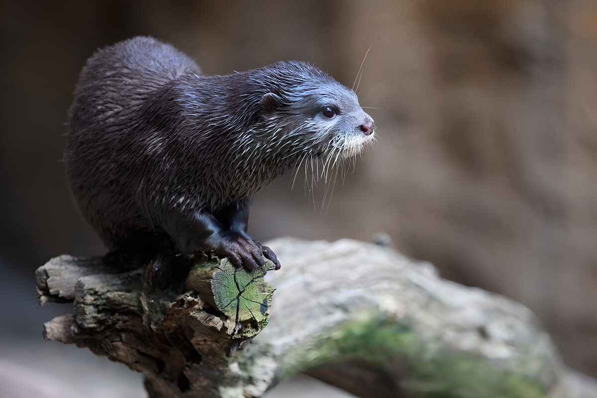 Otter op een verweerde boomstam