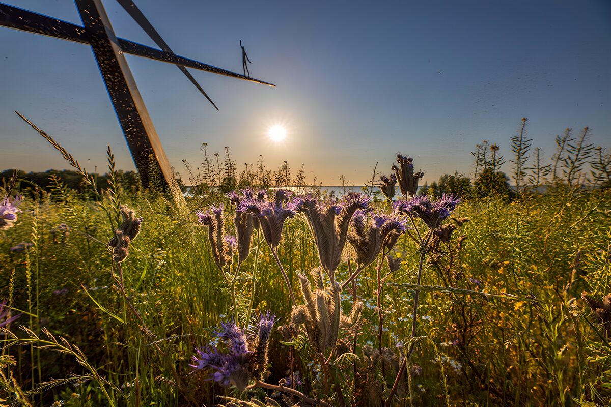 Paarse bloemen bij de metalen sculptuur