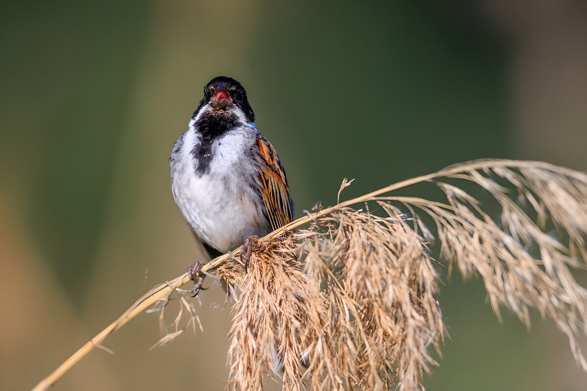 Rietgors op een droge rietpluim