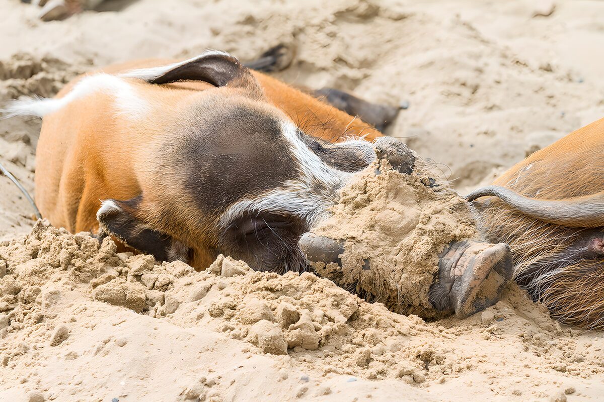 Twee zwijnen rusten in het zand