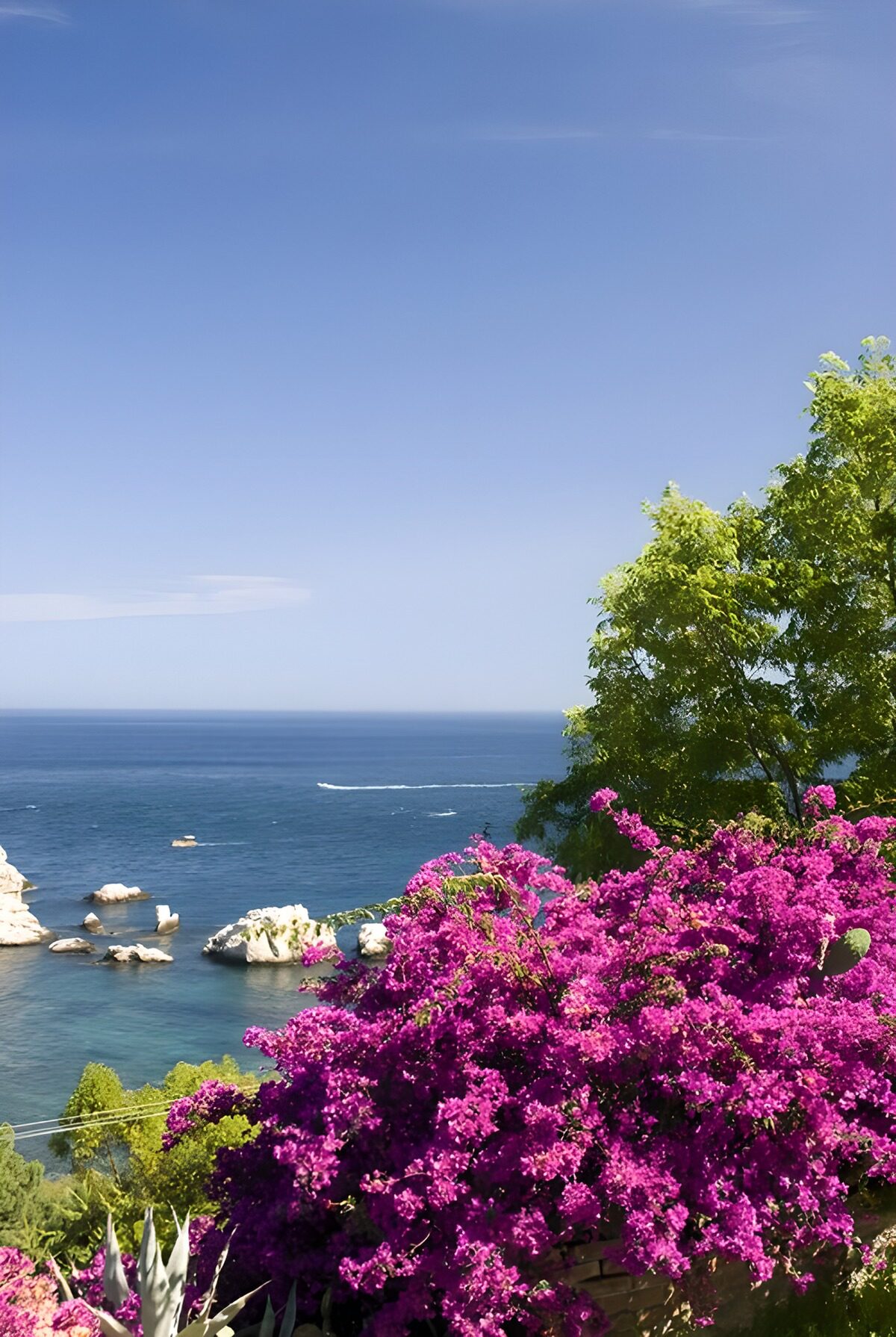 Bougainvillea boven de blauwe zee