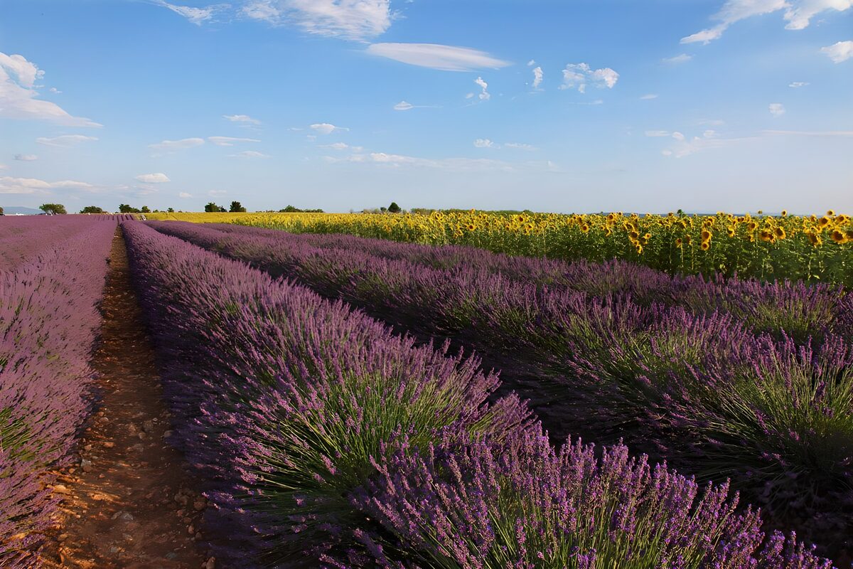 Lavendel en zonnebloemen onder blauwe lucht