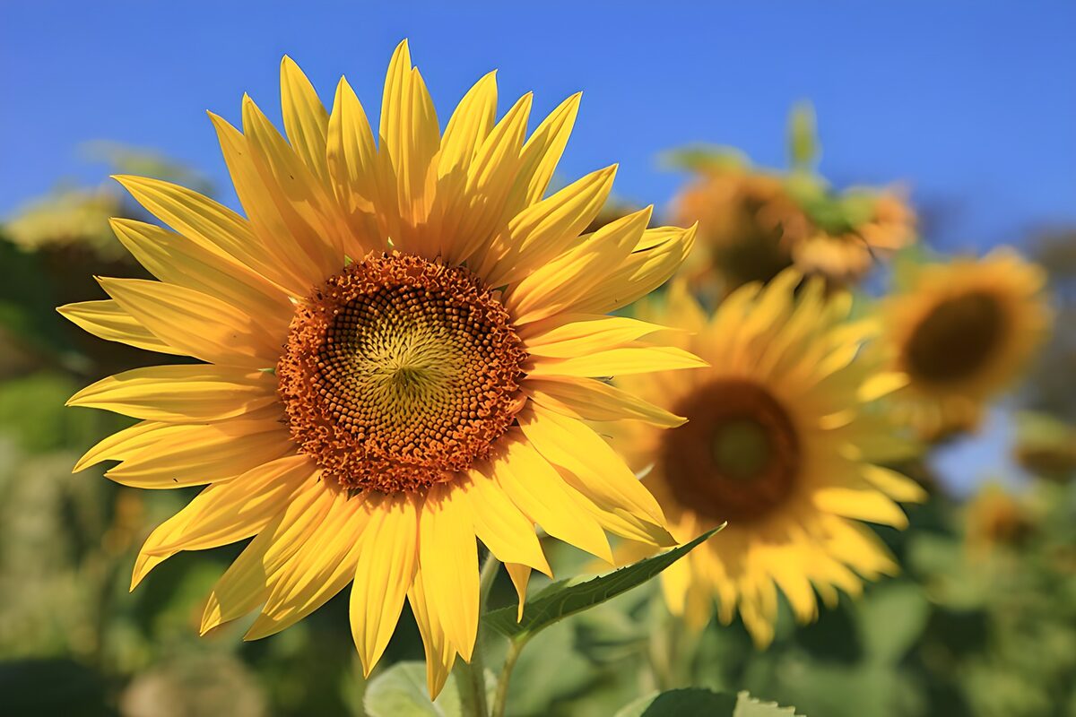 Een zonnebloem vol gouden licht