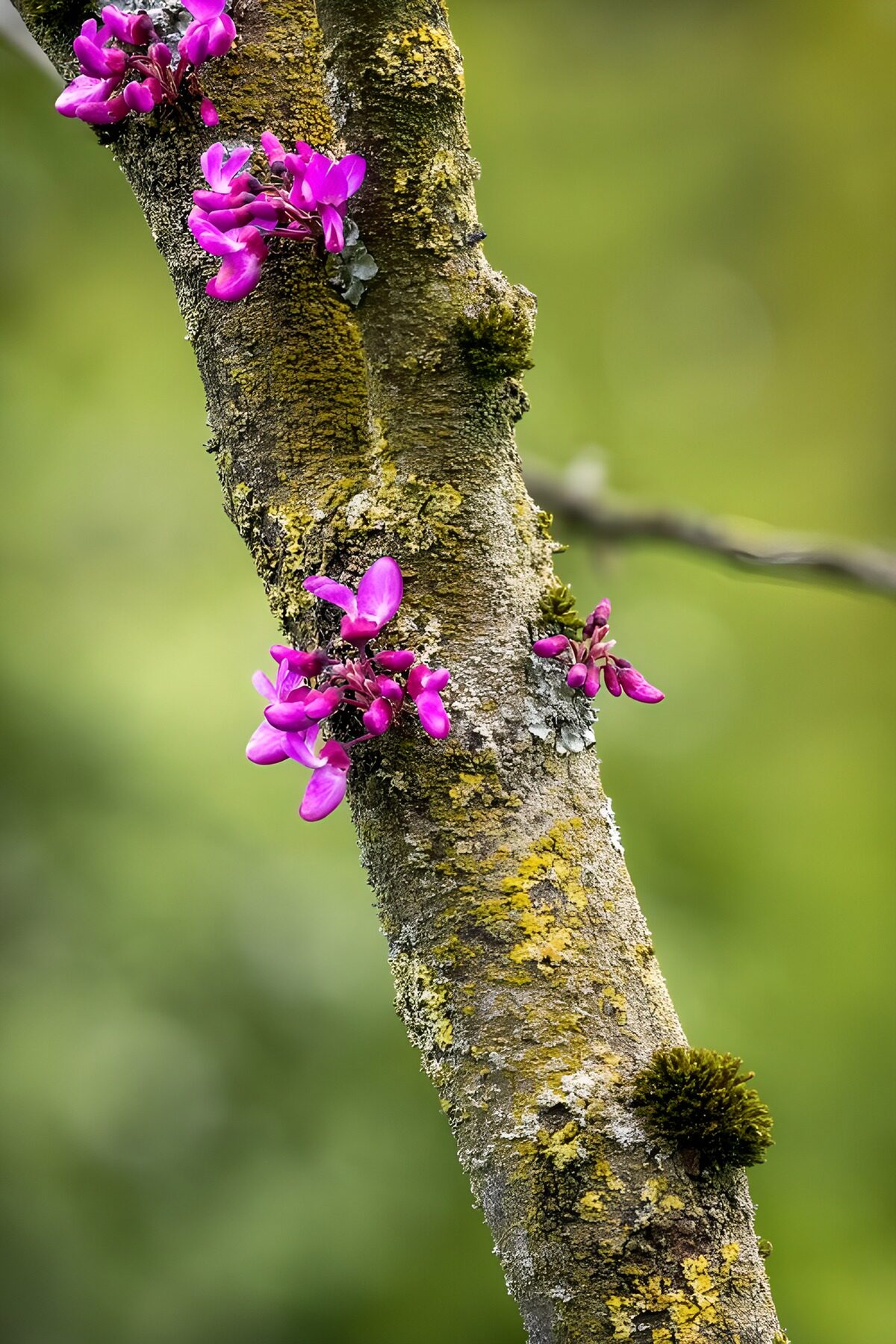 Roze bloesem op een ruwe stam