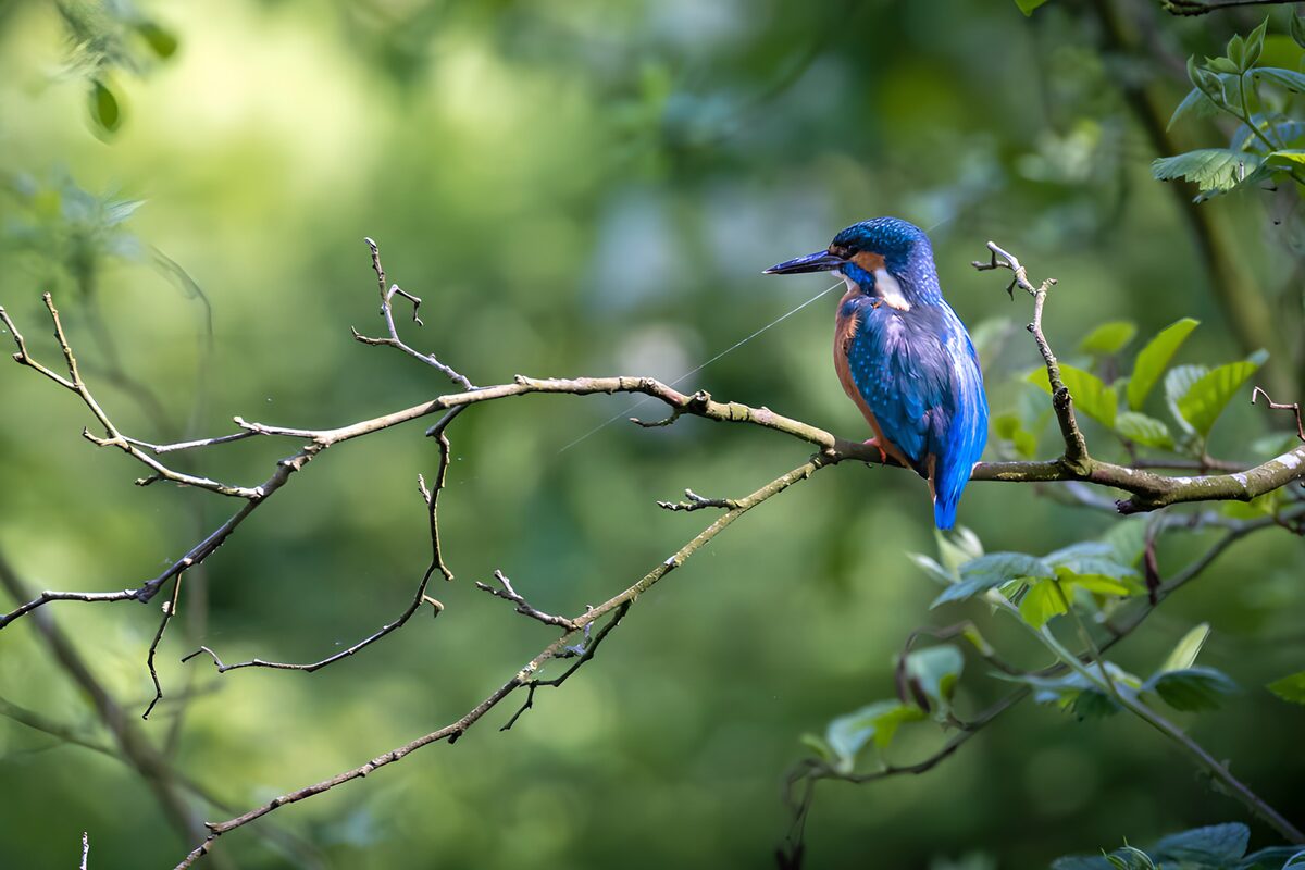 IJsvogel op een tak in het groen