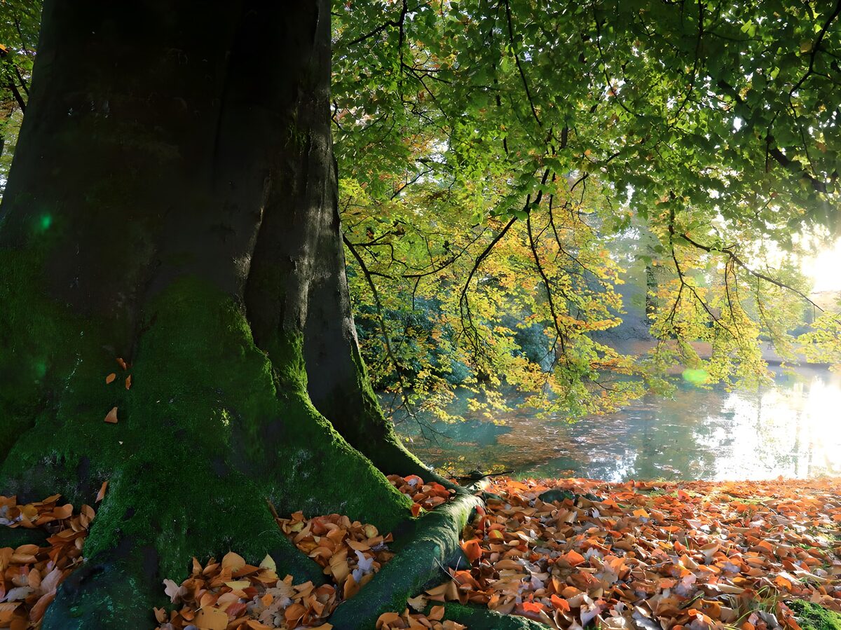 Boomwortels aan het water in herfstlicht