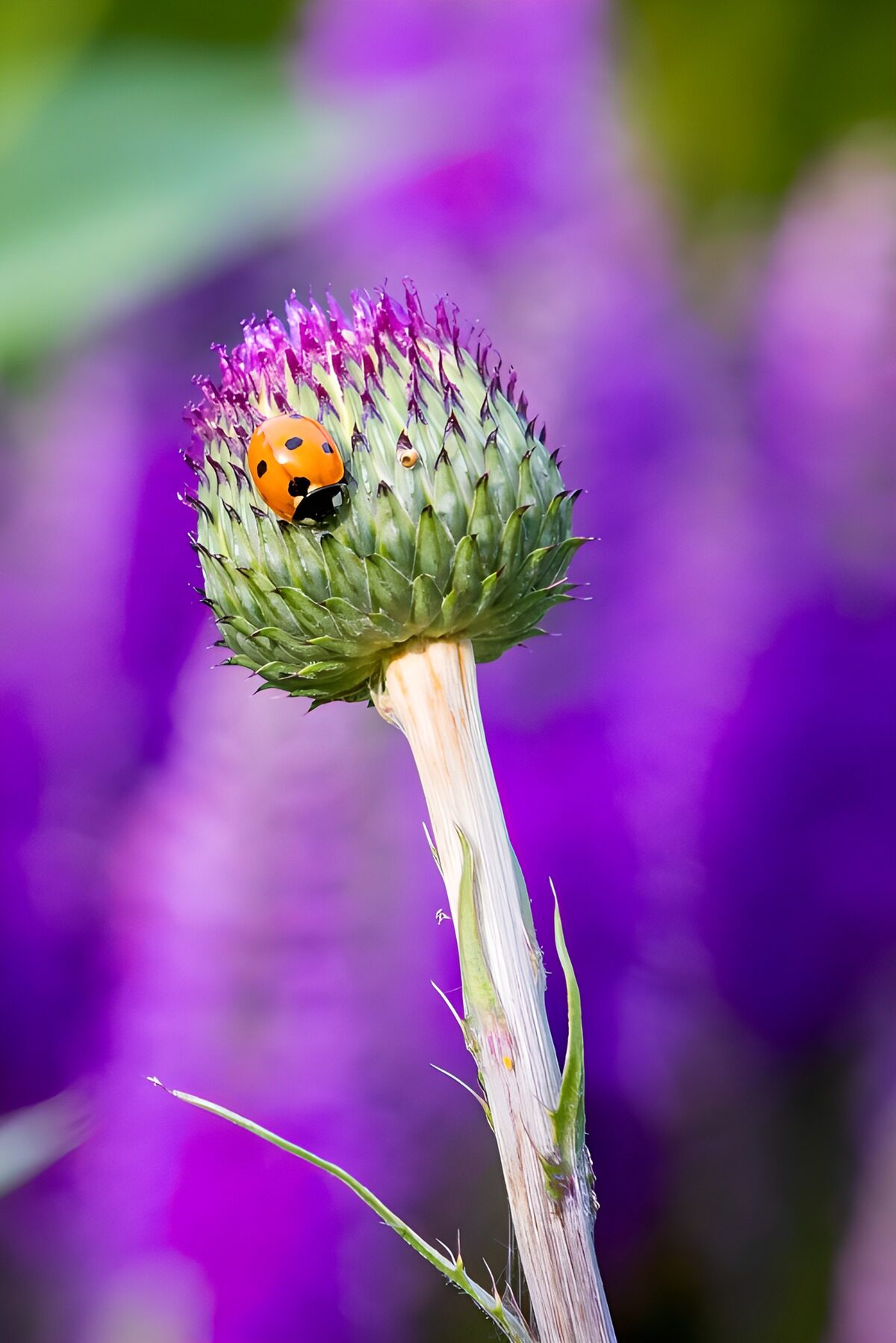 Lieveheersbeestje op een paarse distel