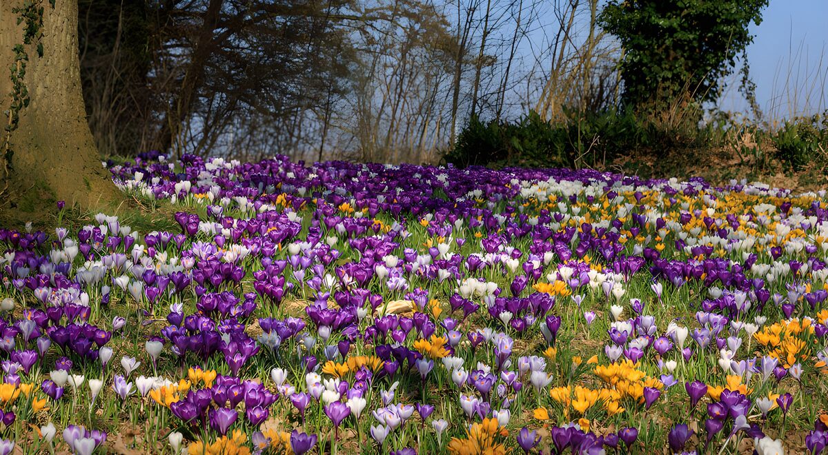 Paarse, witte en gele krokussen in de zon