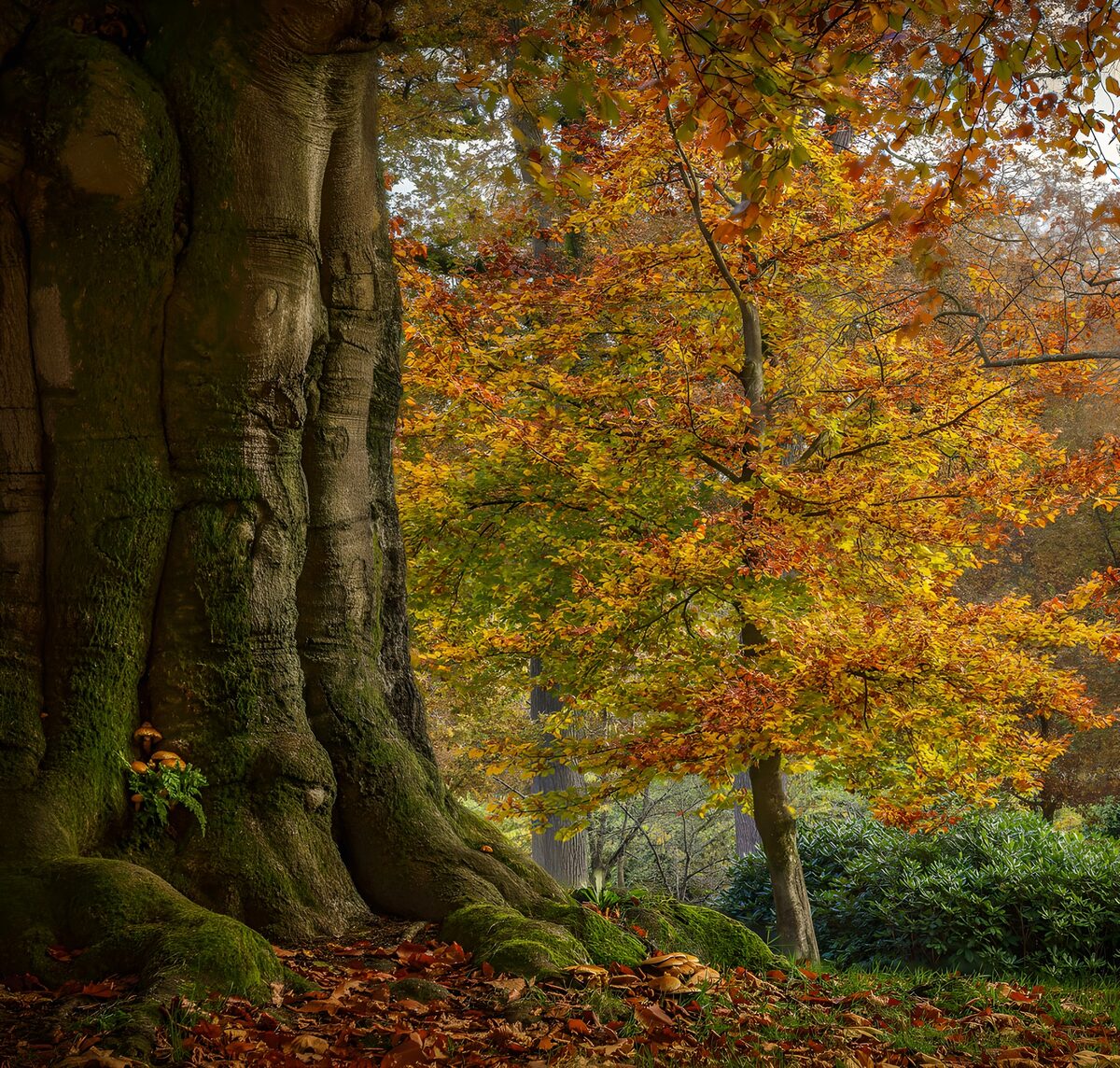 Mossige boomstam in gouden herfstbos