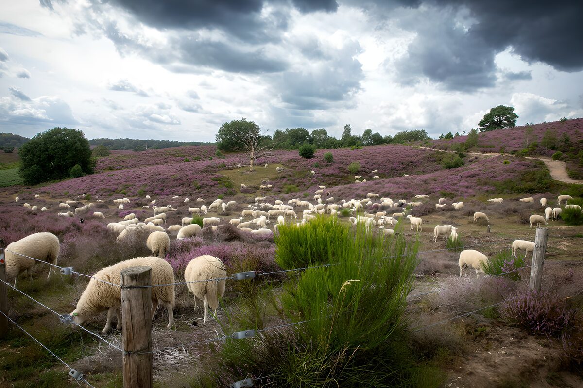 Schapenkudde op heide onder donkere wolken