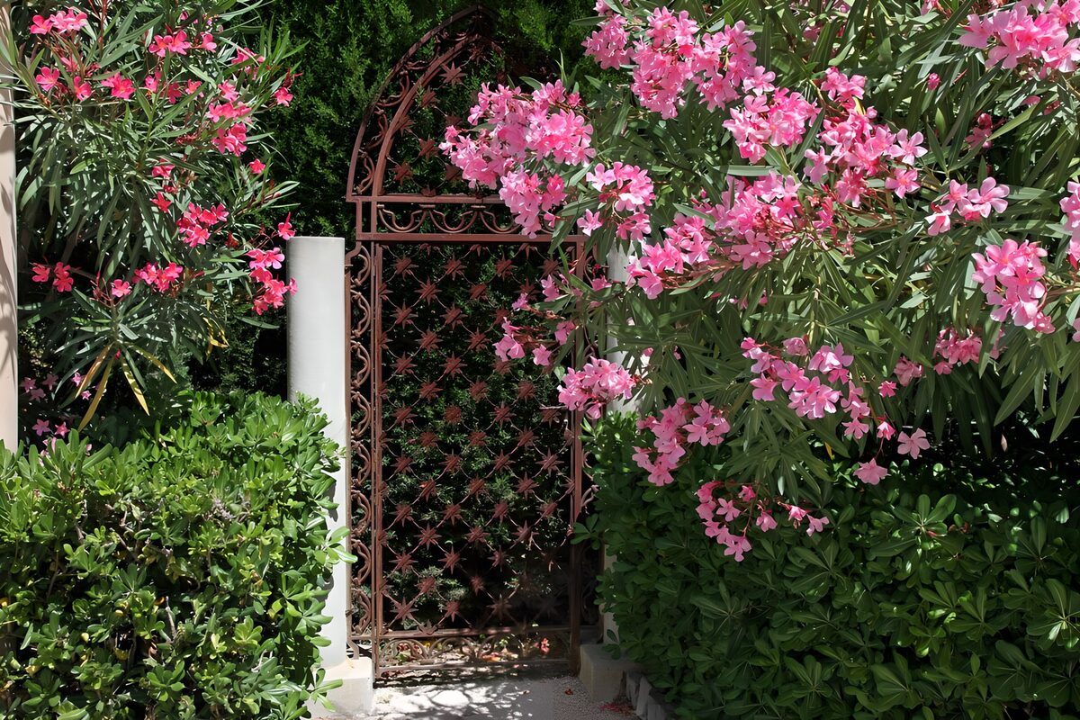Tuinpoort tussen roze bloemen