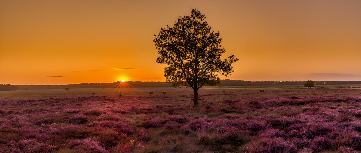Boom en bloeiende heide in gouden licht