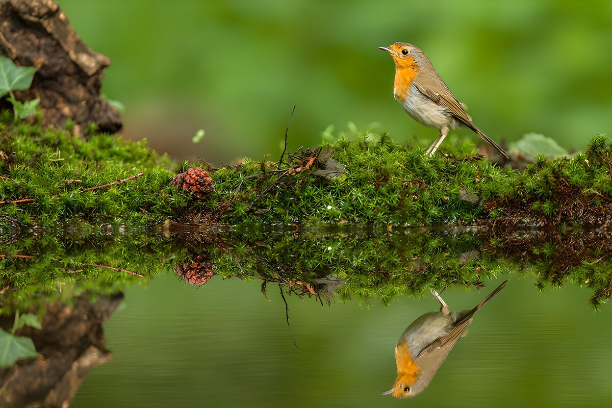 Roodborst op mos boven spiegelstil water