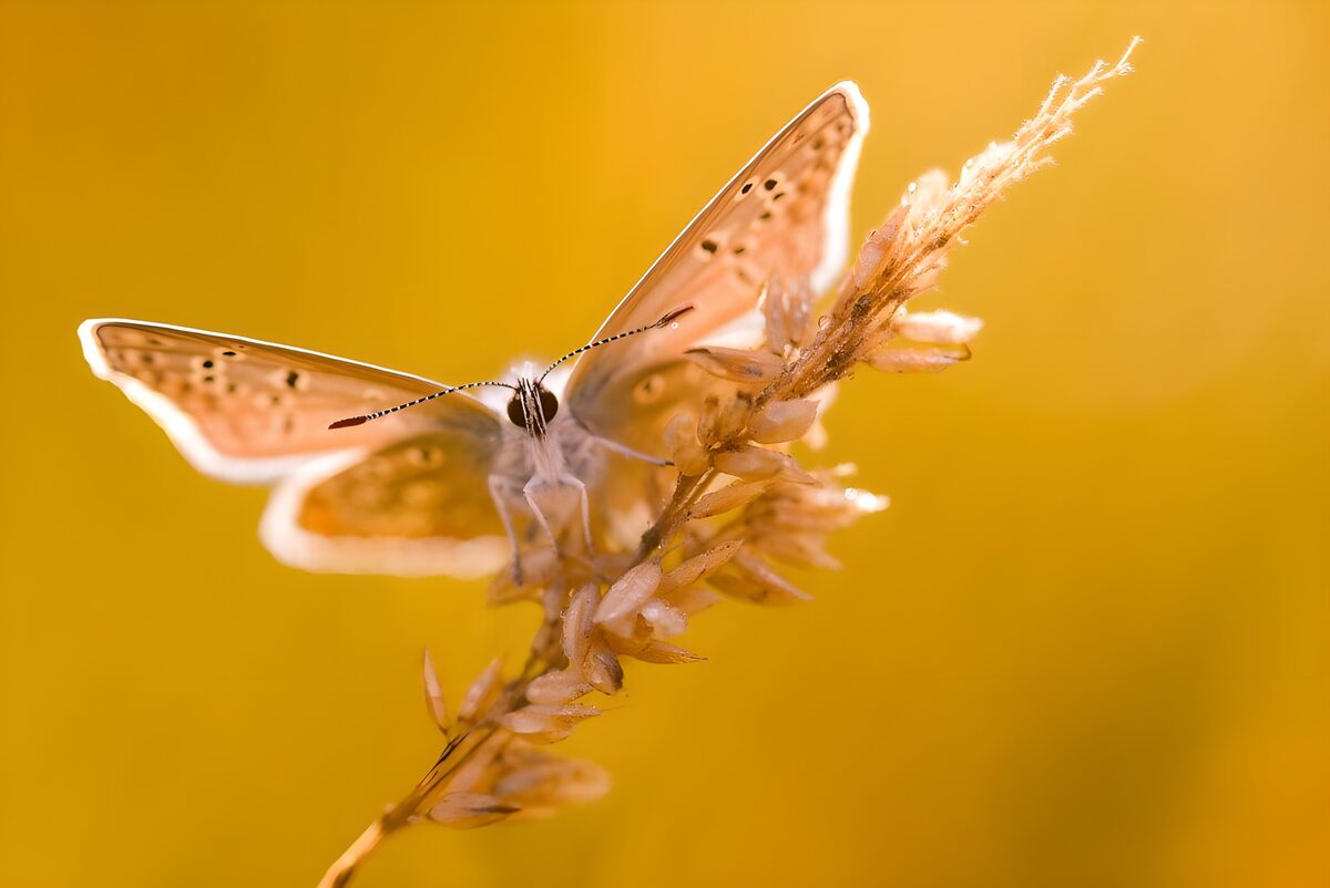 Vlinder op een grashalm in gouden licht