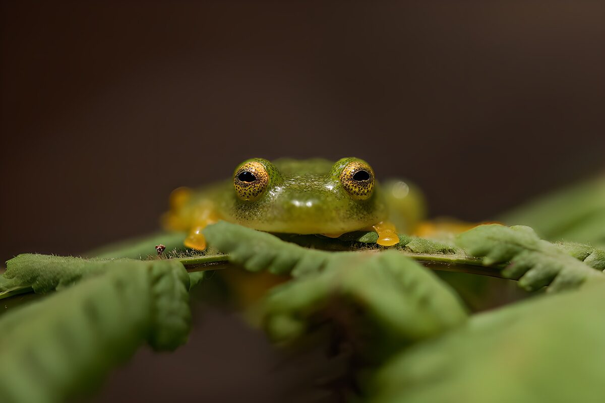 Groene kikker tussen gekrulde bladeren