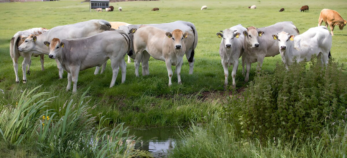 Grijze koeien aan de groene sloot