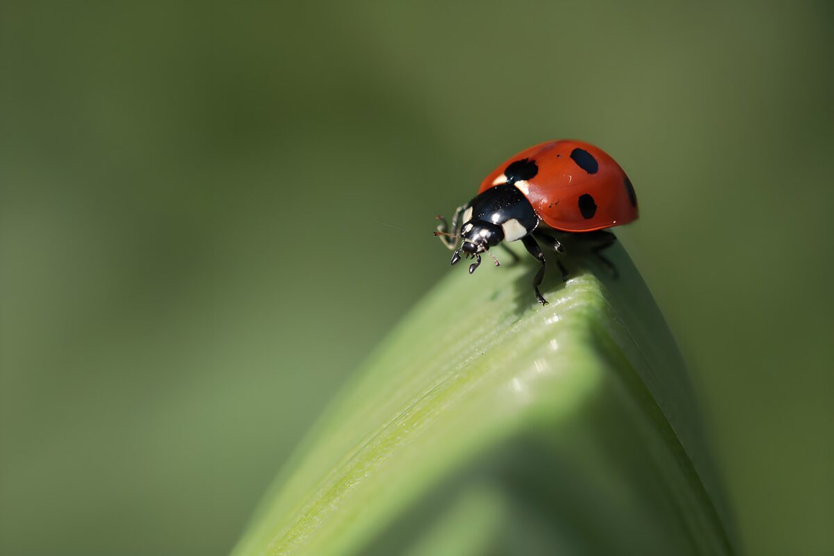 Lieveheersbeestje op een groen blad