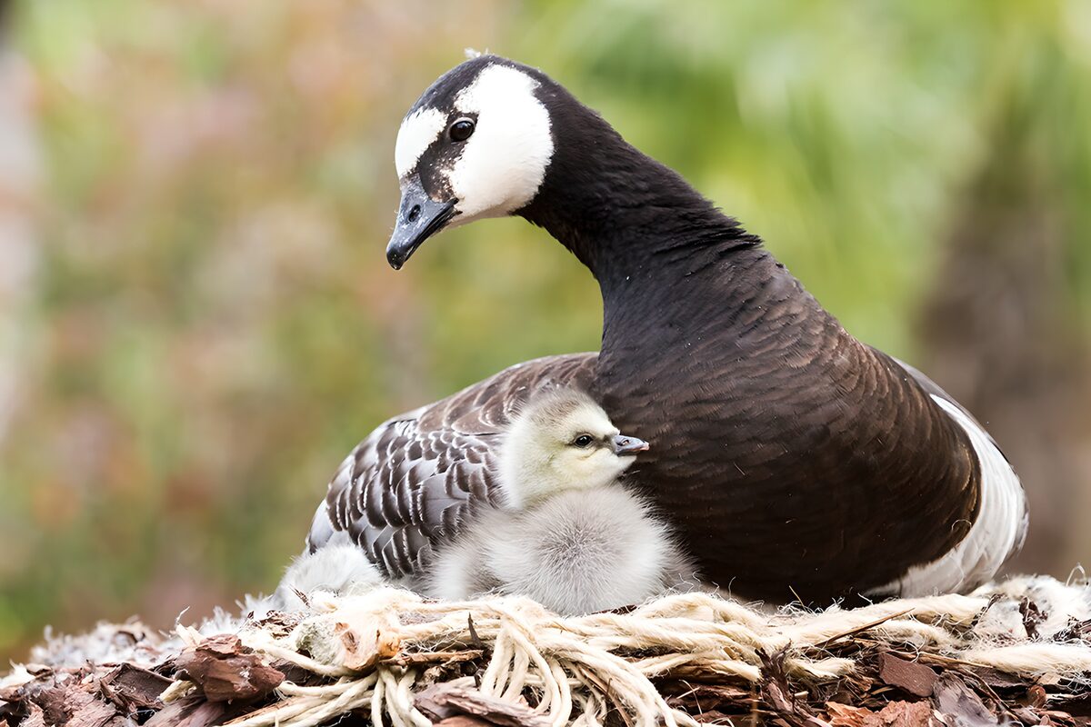 Brandgans met kuiken op het nest