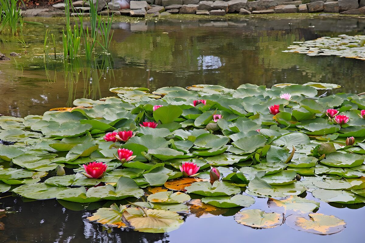 Roze waterlelies op een groene vijver