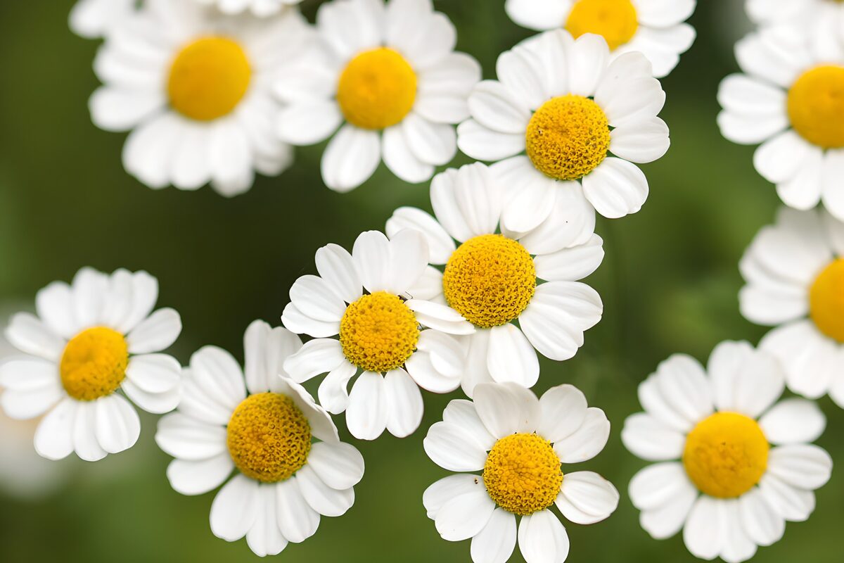 Witte bloemen met gele harten