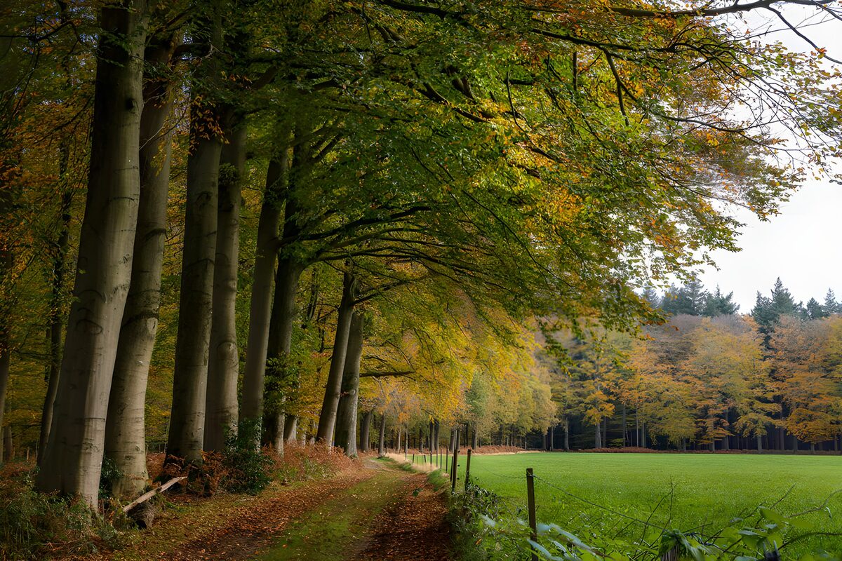Herfstpad langs beuken en groen weiland