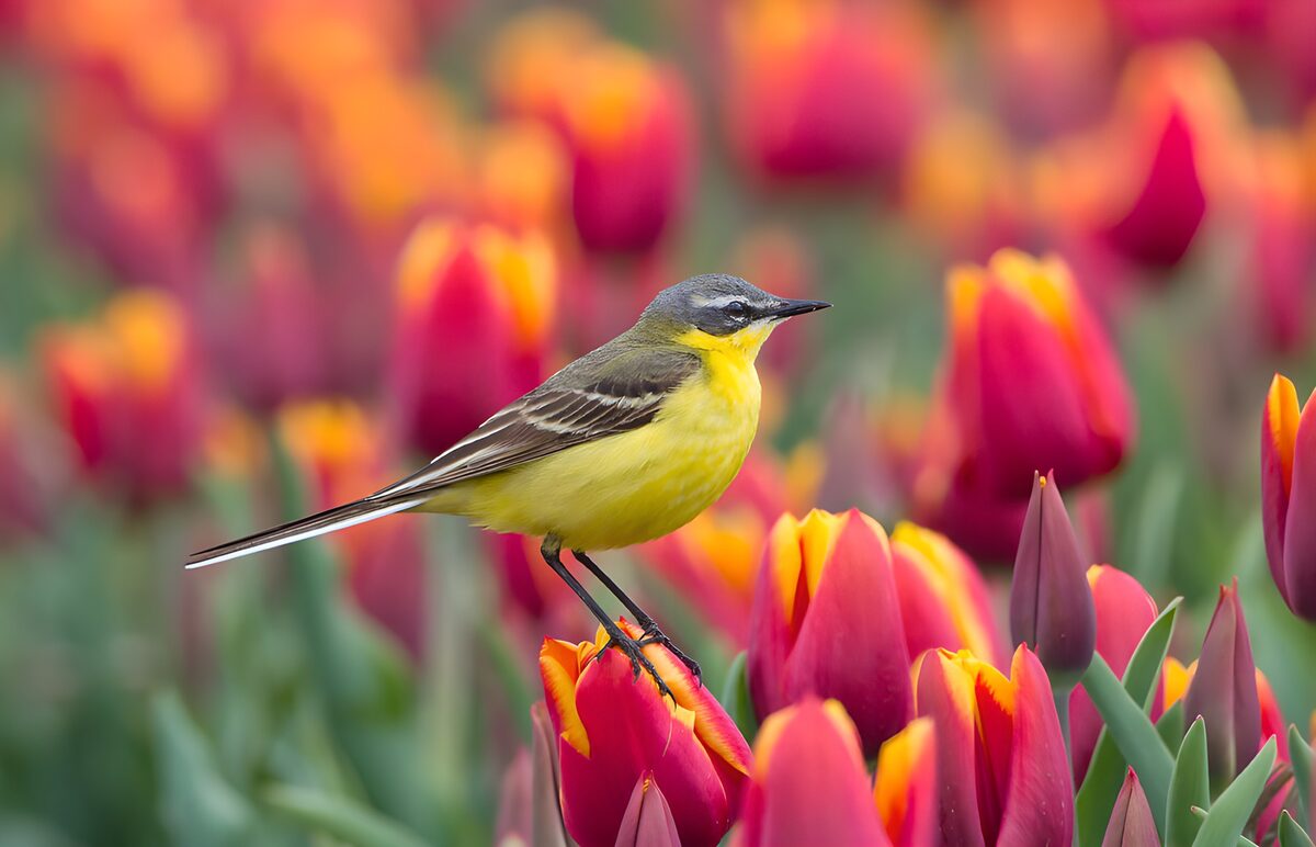 Kwikstaart met een tulpenzitje
