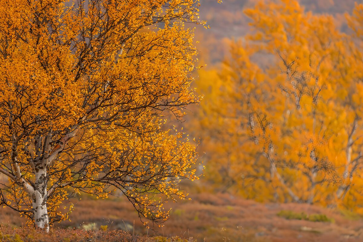 Berk met goudgeel herfstblad
