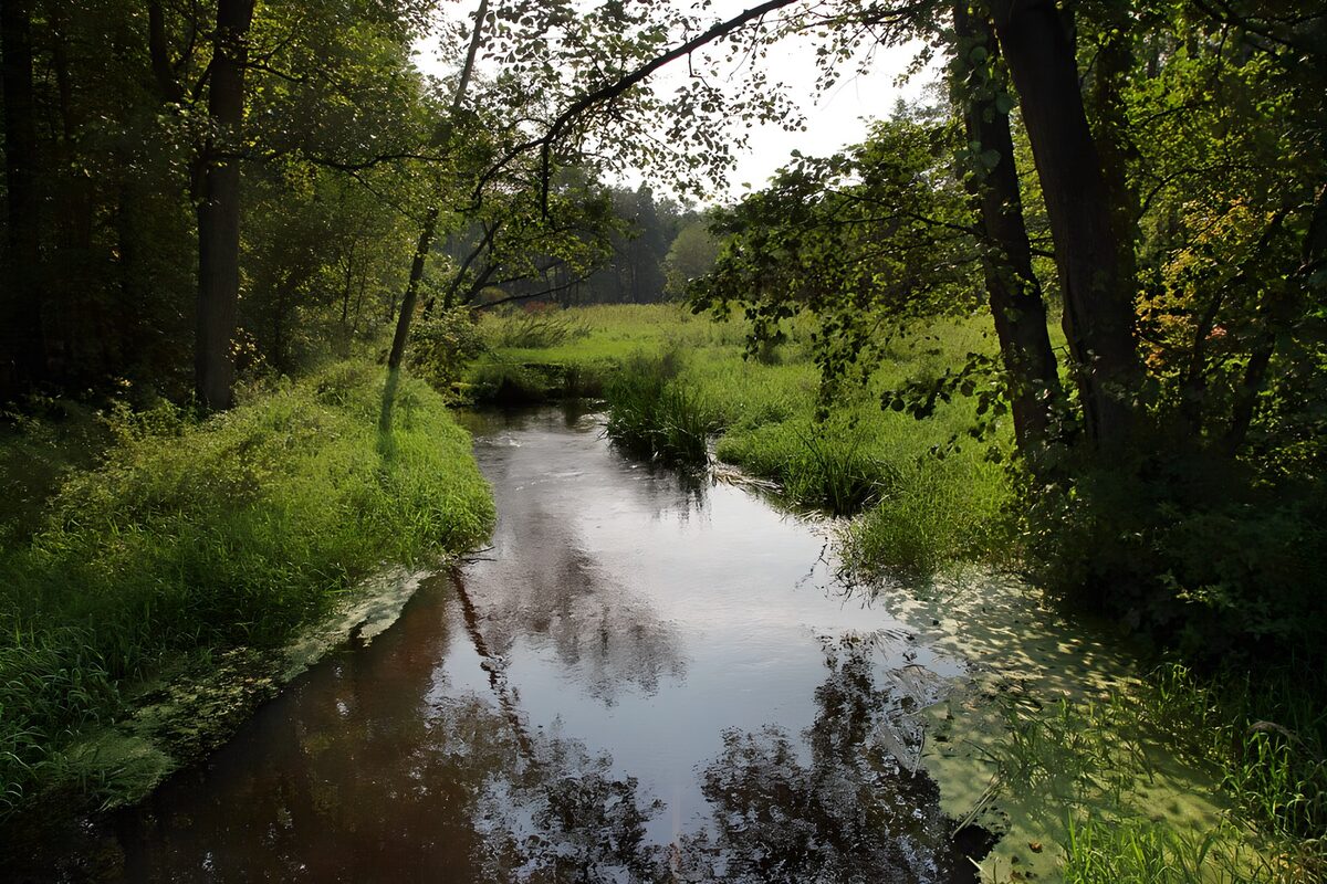Bosbeek tussen groene oevers