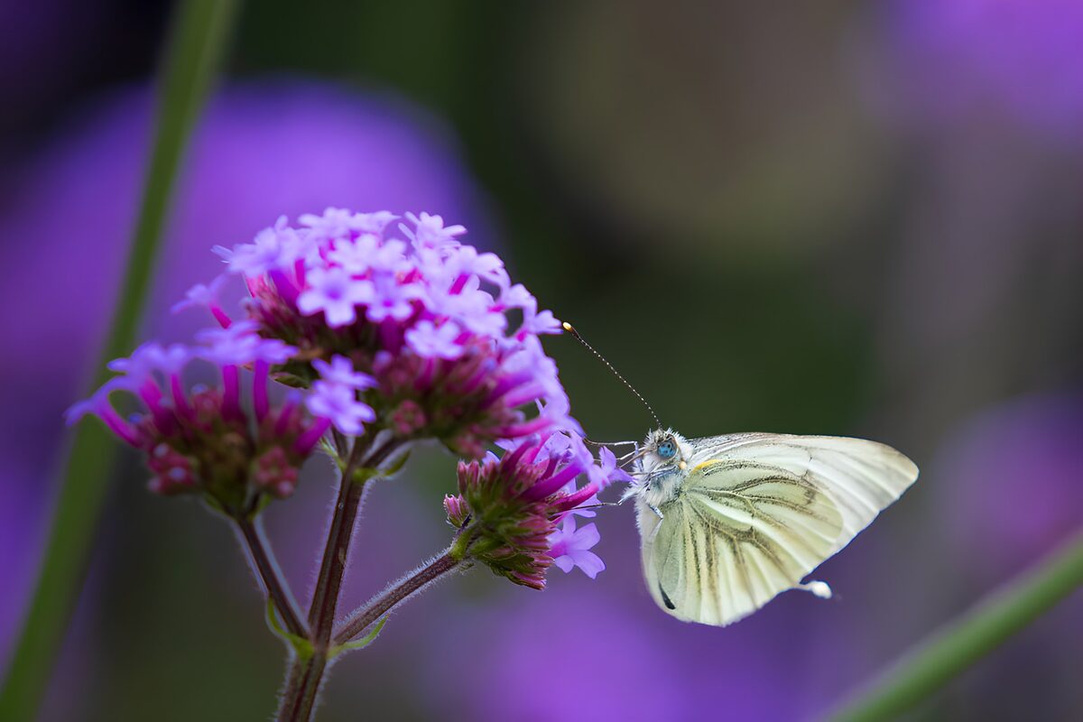 Witte vleugels in een paarse bloemenzee