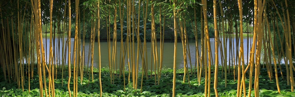 Gele bamboestengels aan het water