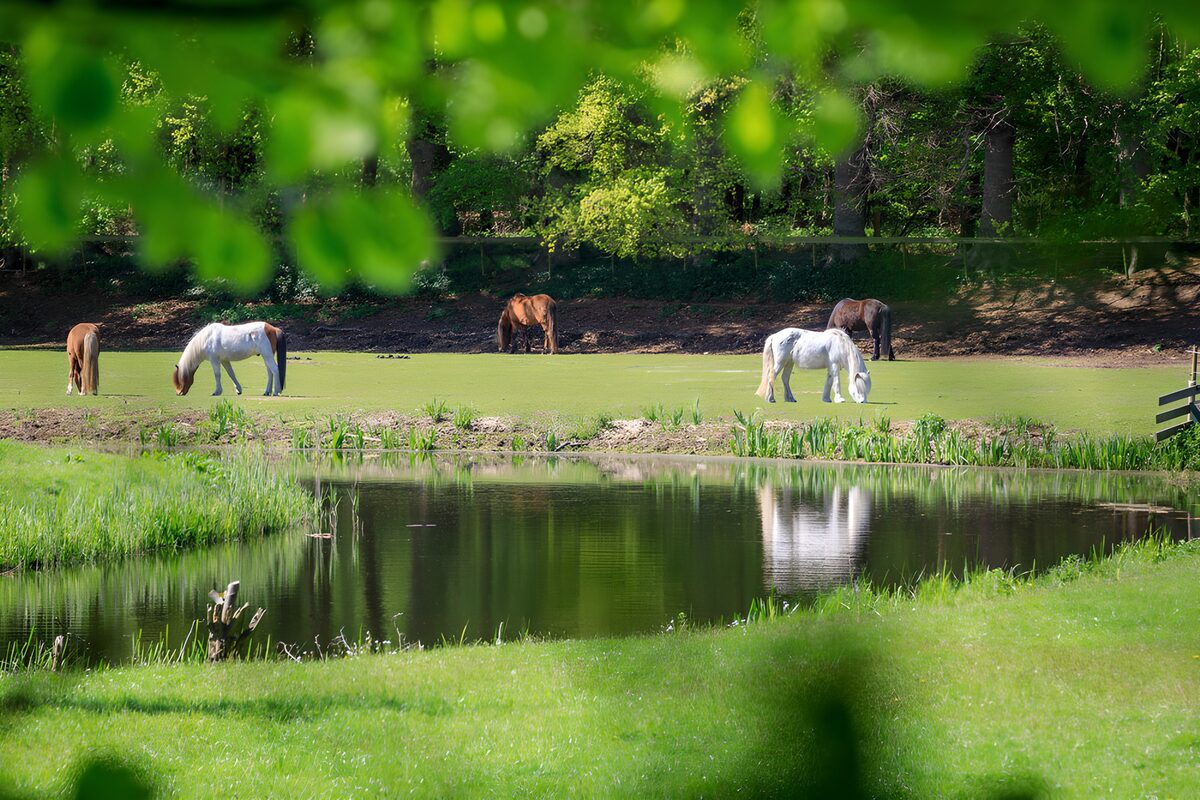 Paarden in de wei aan de vijver