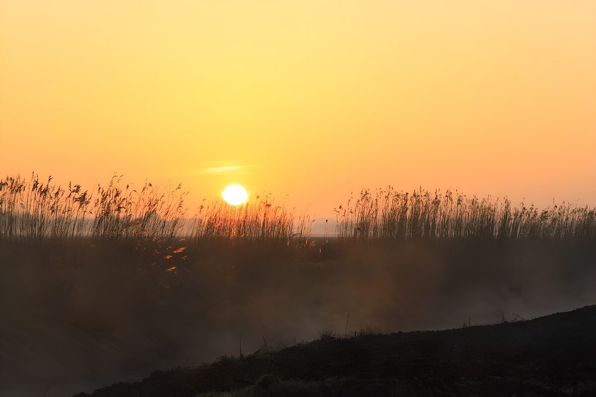 Riet in de mist bij zonsondergang