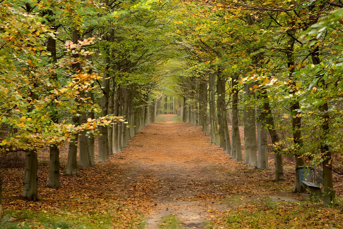 Een boslaan onder een boog van herfst