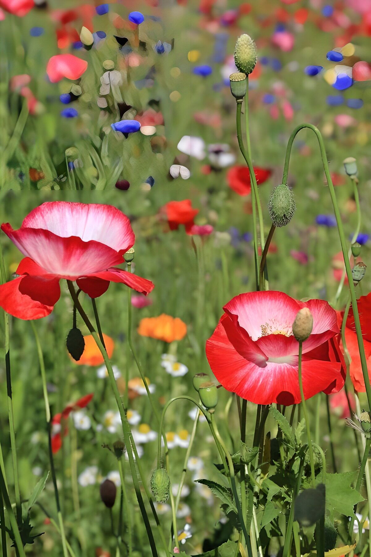 Rood-witte klaprozen tussen veldbloemen