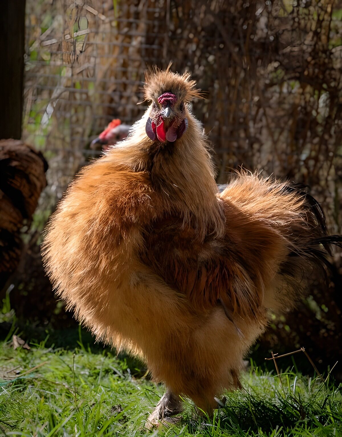 Pluizige haan in warm zonlicht