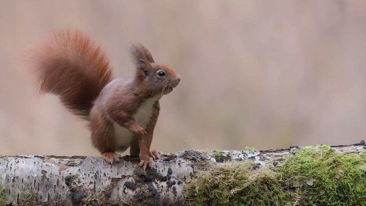 Rode eekhoorn op een bemoste boomstam