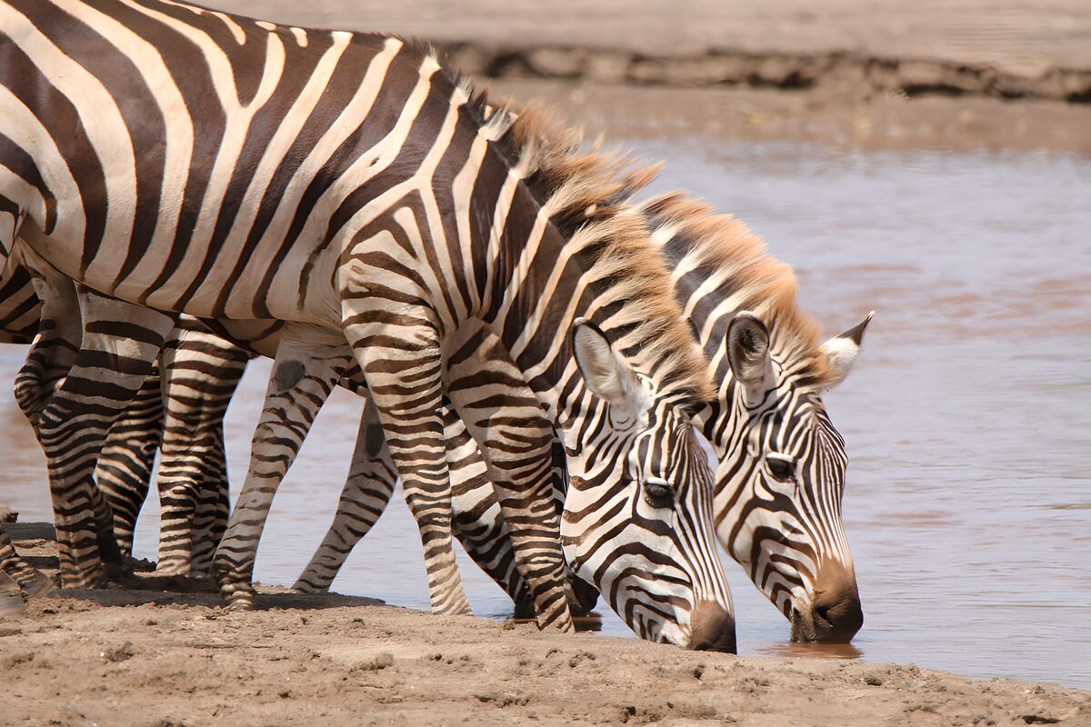 Drinkende zebra's aan de waterkant