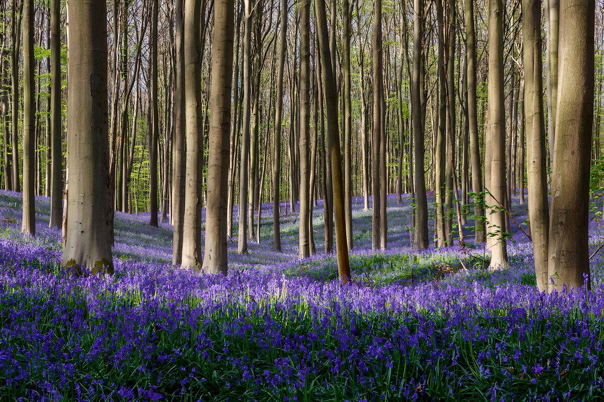 Blauwe lente tussen hoge beuken