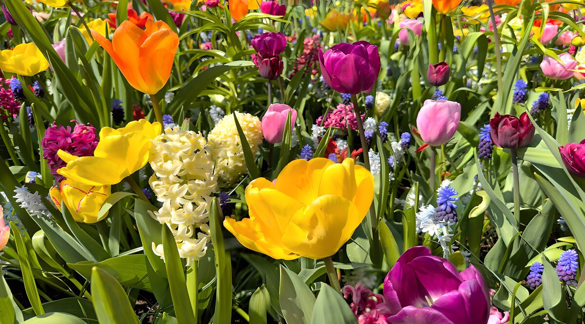 Kleurrijk perk met tulpen en hyacinten