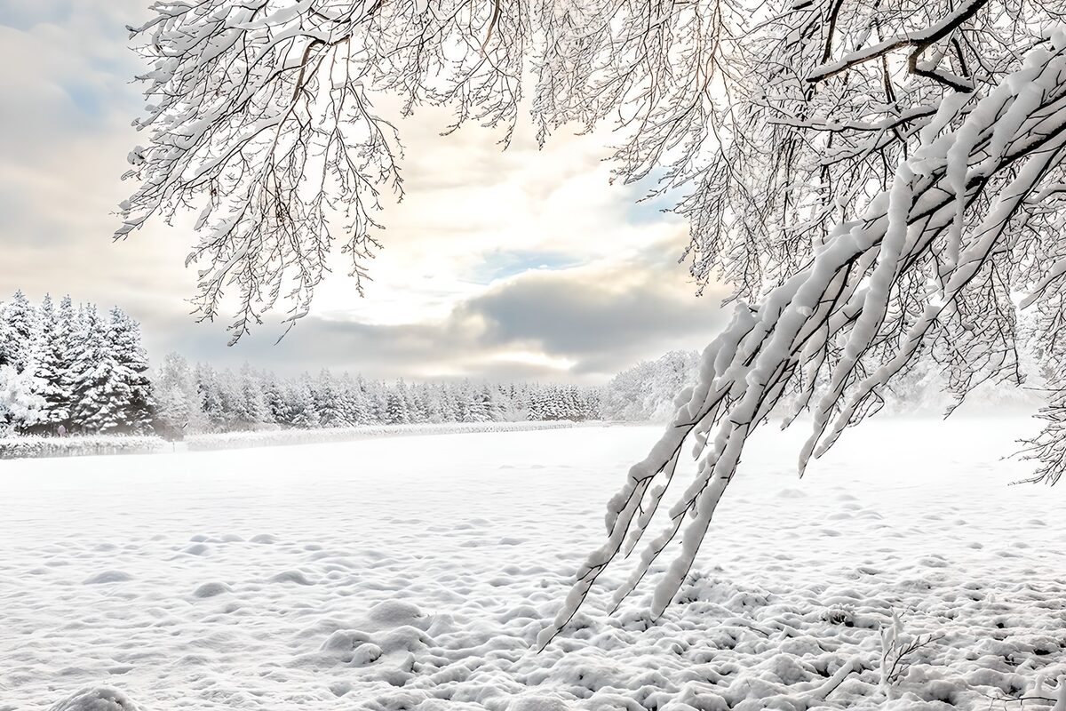 Besneeuwd veld onder zware takken