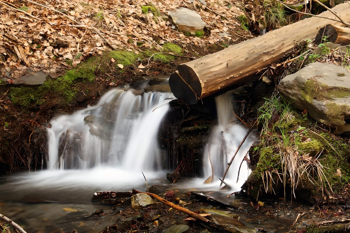 Boswaterval onder een gevallen boom