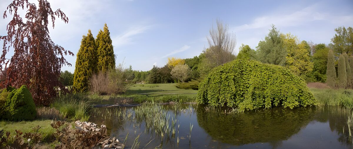 Parkvijver met overhangend groen