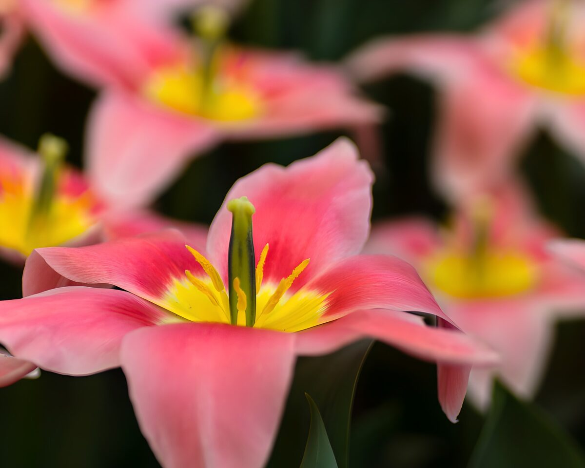 Roze tulp met een geel hart