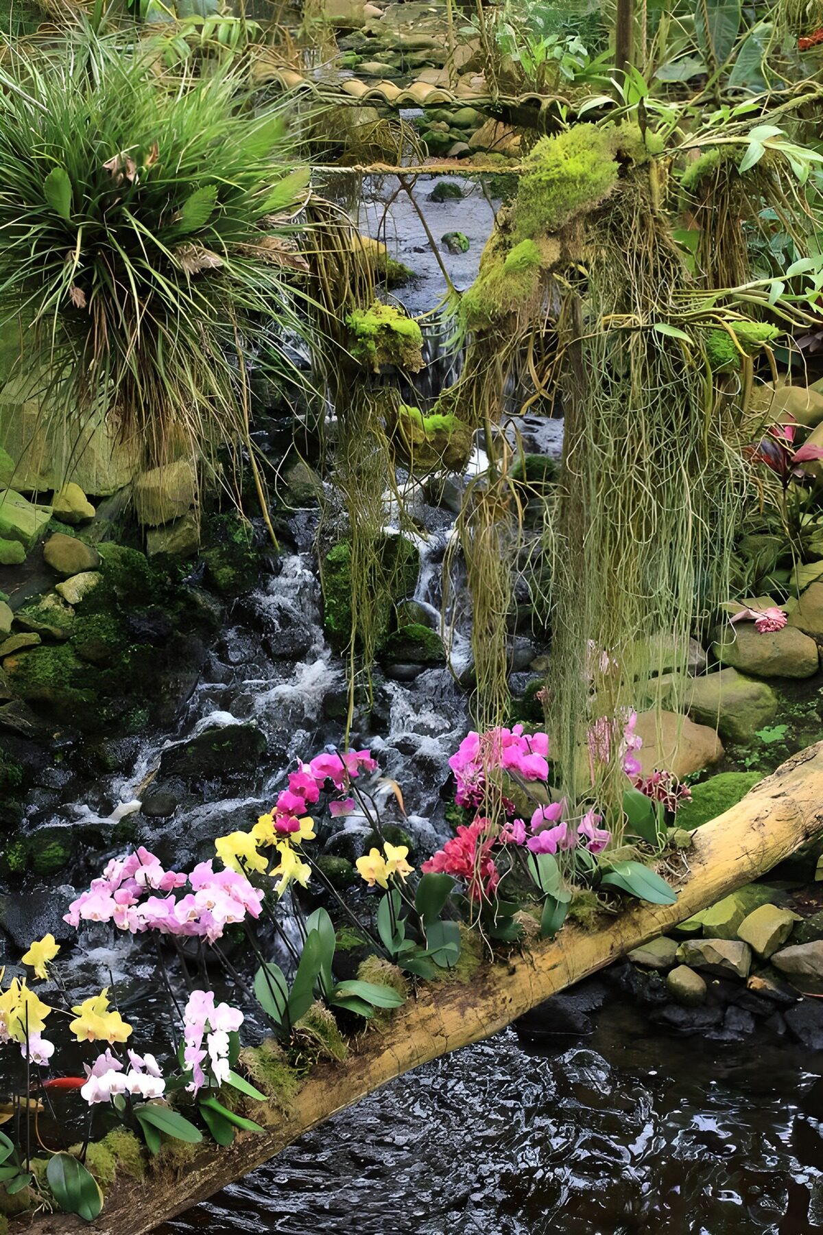 Orchideeën bij een groene waterval