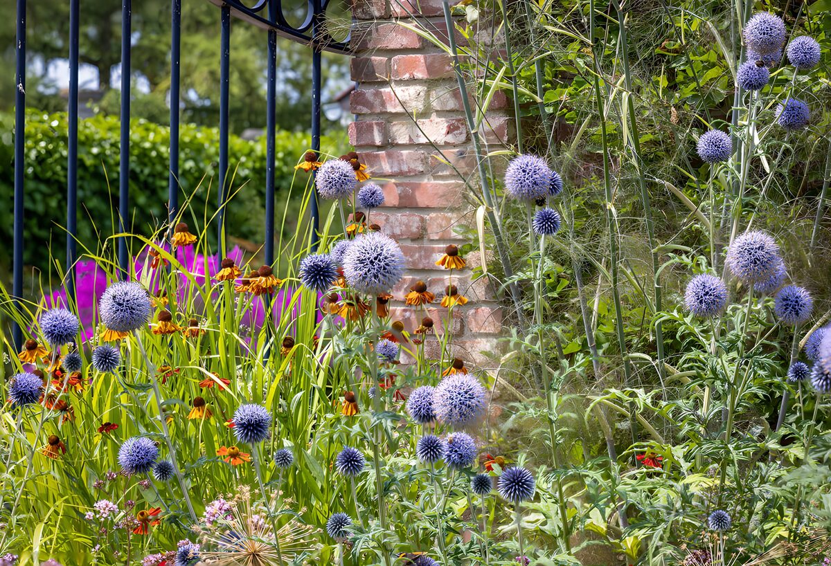 Blauwe kogeldistels in een zomerborder