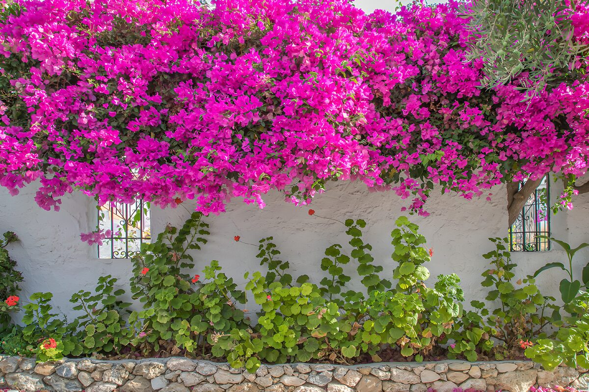 Roze bougainvillea boven een witte muur