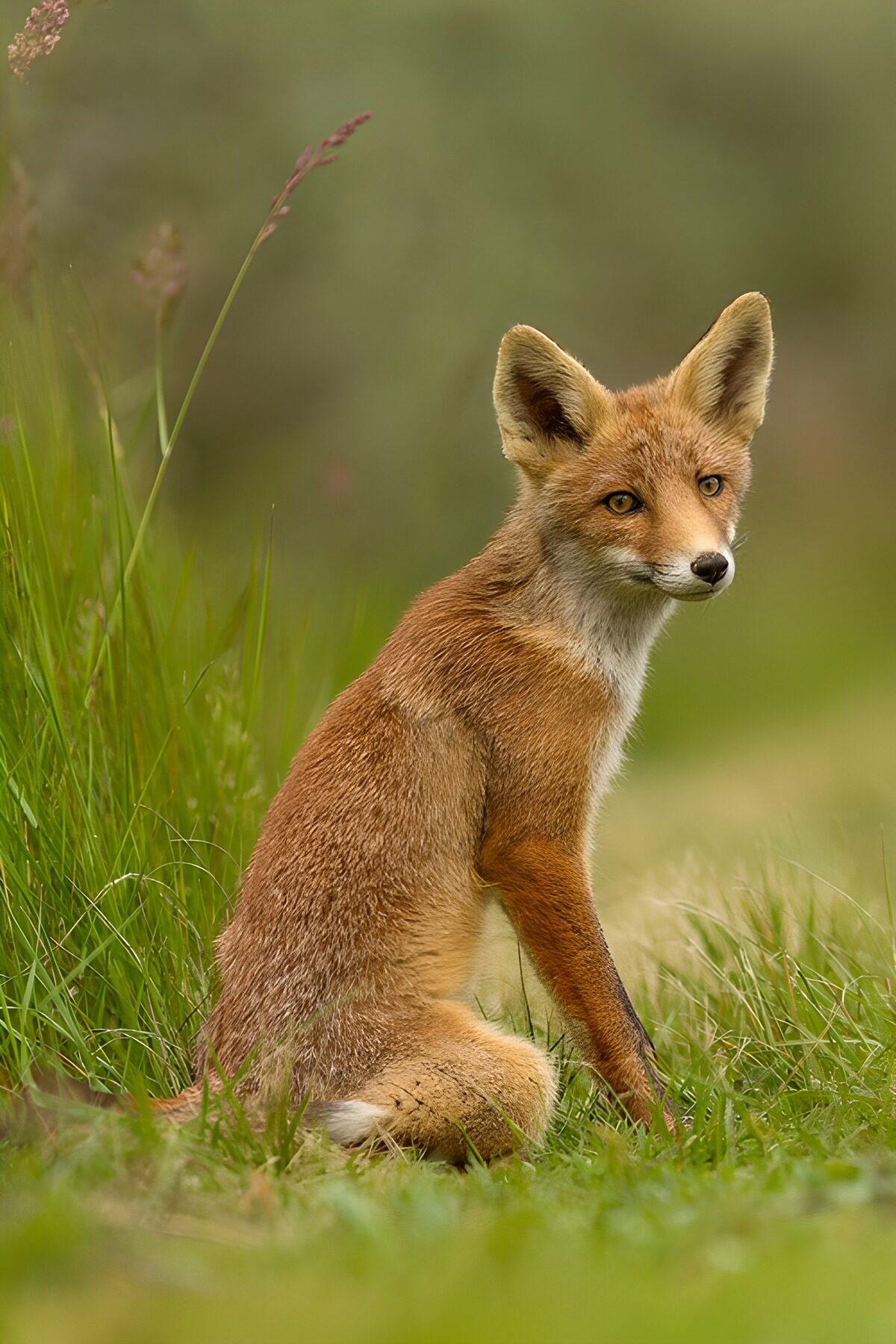 Jonge roodvos in het groene gras