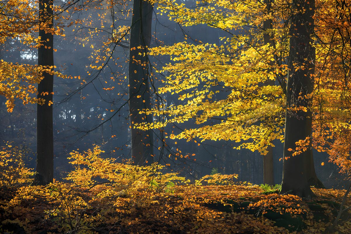 Herfstbos met goudgeel blad en zonlicht