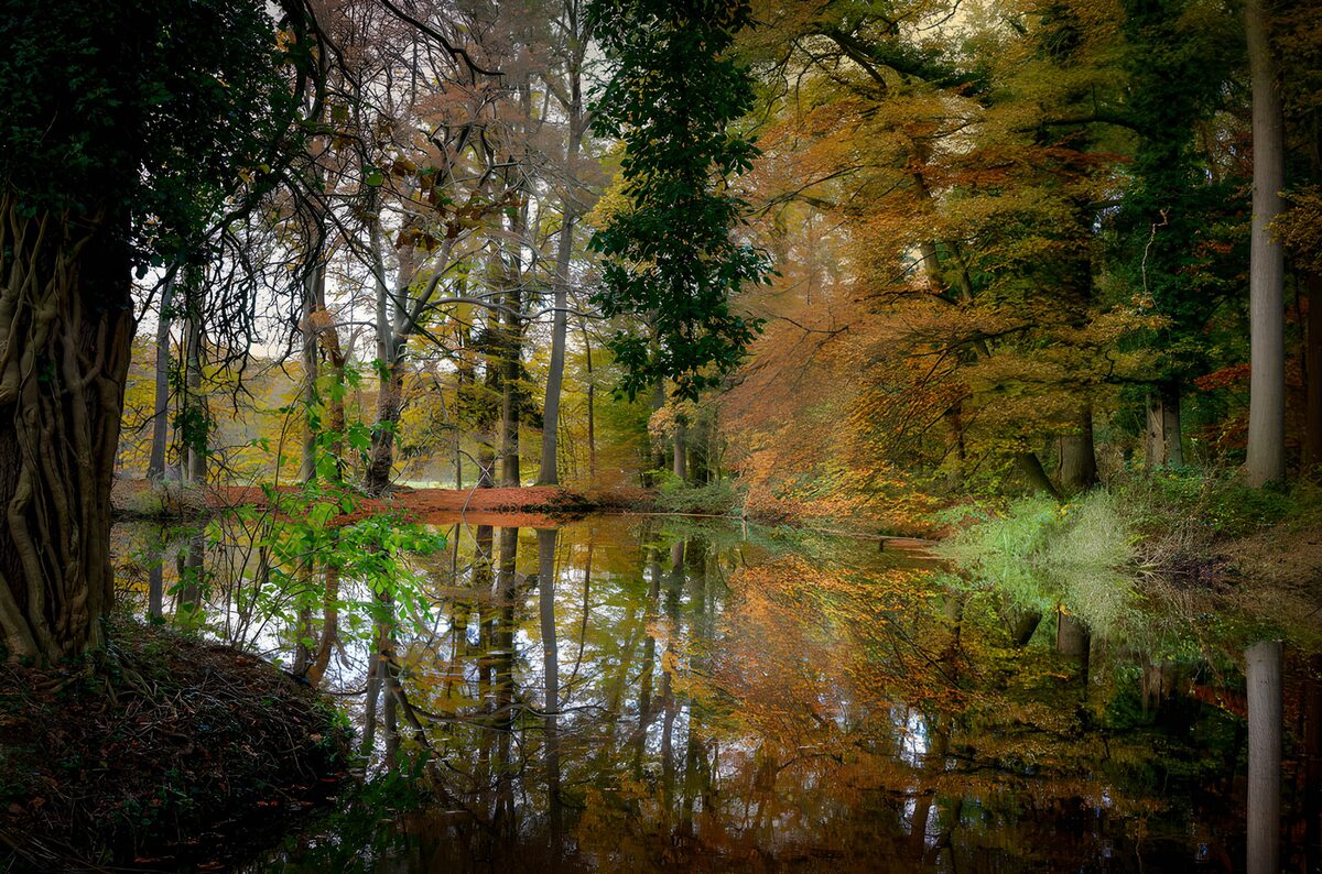 Herfstbomen weerspiegeld in de bosvijver